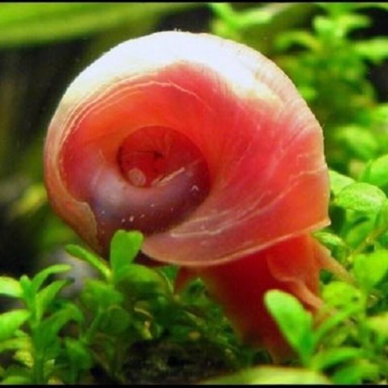 马来螺观赏螺活体除藻螺鱼缸苹果螺