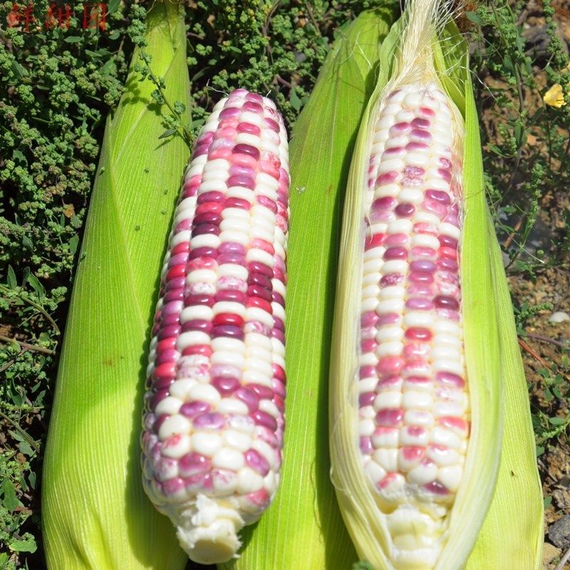 新鲜玉米甜糯玉米花包谷彩糯香甜天然绿色食品8斤手机保护套