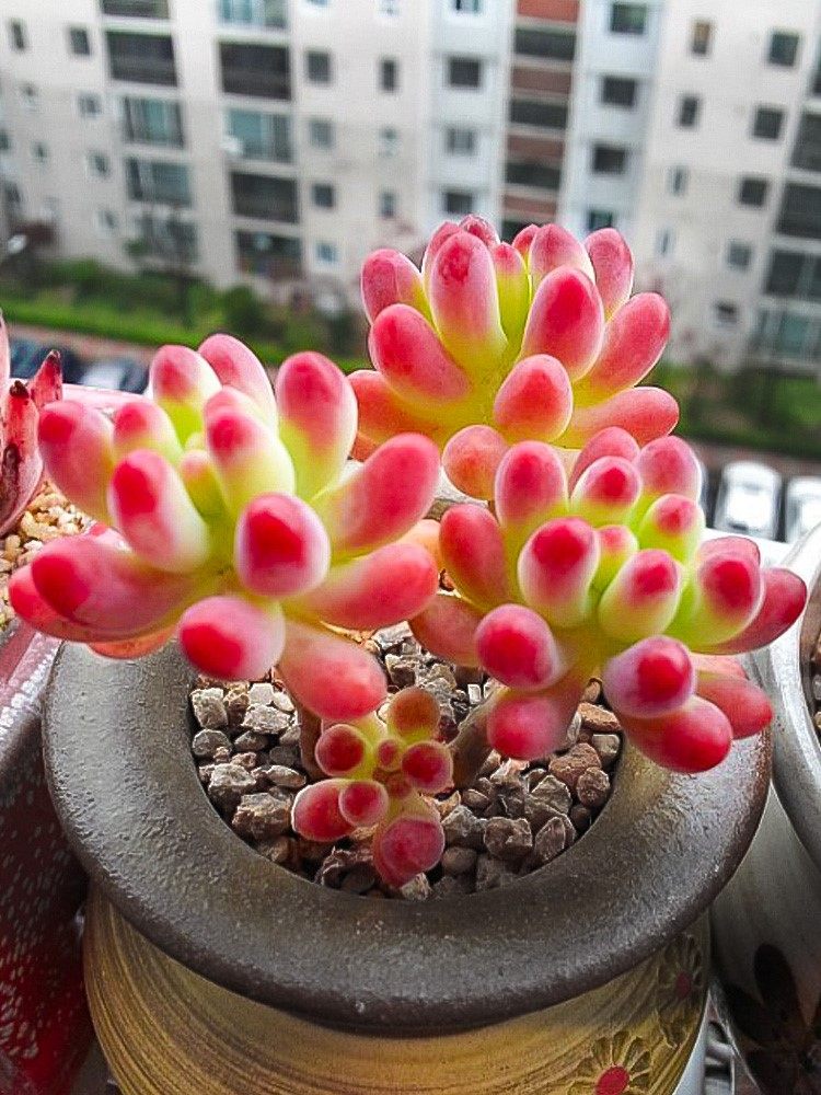 多肉植物不含盆大株肉多多植物超大清棚稀有品种新品种桃蛋玉露