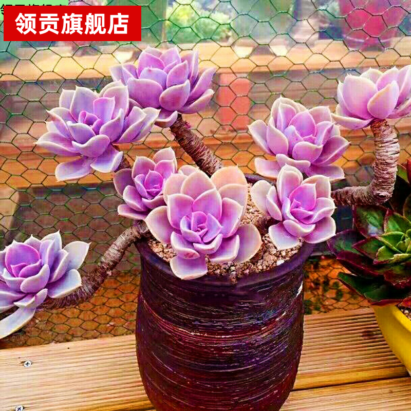 紫珍珠乌木佛珠玉坠法师桃蛋生石花