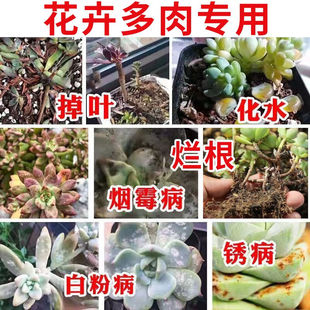 多肉烂根专用药控释肥通用型园艺绿植花卉磷钾氮营养生根粉君子兰