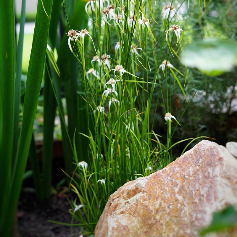 小椿日和日本白鹭莞星光草水培水生挺水沼泽半水植物水草阳台水池