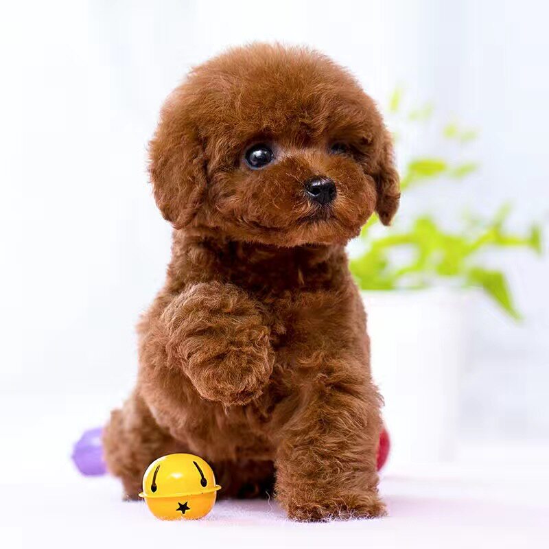 泰迪幼犬活体纯种贵宾犬泰迪活物茶杯犬宠物狗小型犬泰迪犬真狗崽