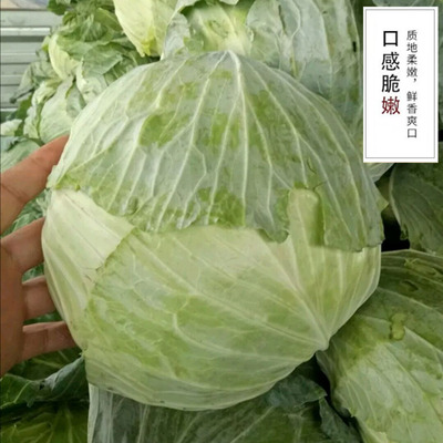 Shunfeng Fresh vegetables Cabbage Farm Cabbage Shredded Cabbage Kale Crisp and tender 5在類目 Aquatic meat/Fresh fruits and vegetables/Cooked , Fresh vegetables/Vegetable products , Fresh vegetables , Other 中 - 來自Buy2taobao.com提供專業的淘寶代購服務
