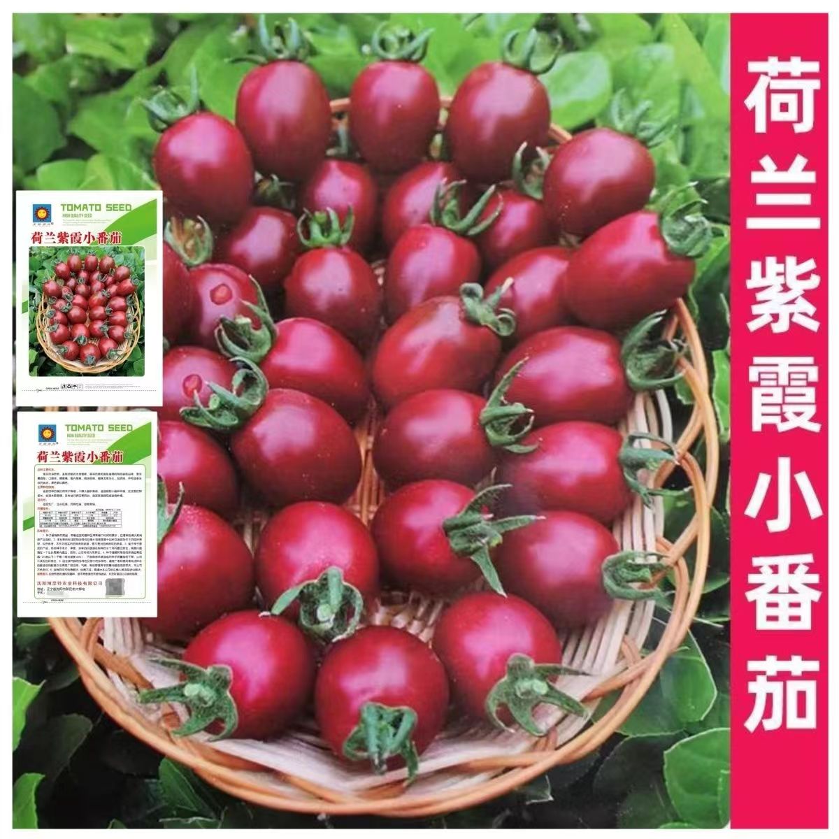 荷兰紫霞小番茄种子甜香紫红小西红柿籽水果樱桃番茄盆栽蔬菜种子