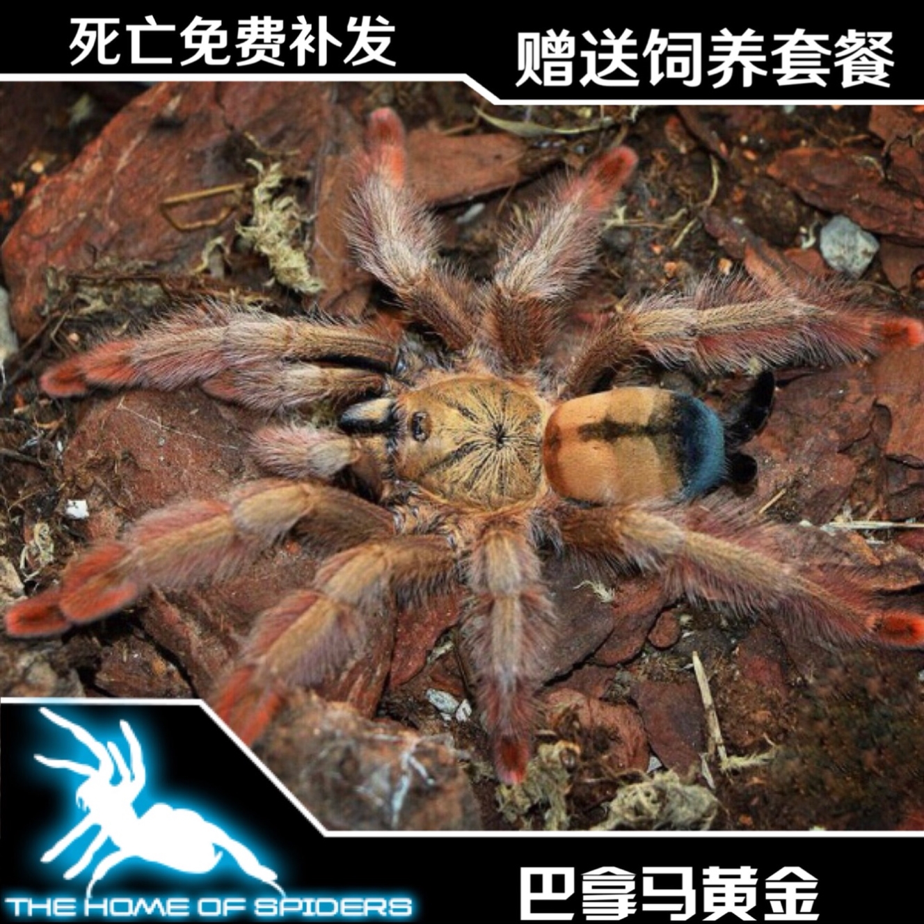 巴拿马黄金厘米宠物蜘蛛之家艳丽金色热门树栖蜘蛛