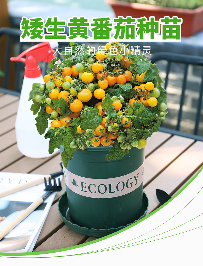 矮生黄色番茄盆栽2盆圣女果番茄苗四季阳台种植盆栽种菜家庭种植