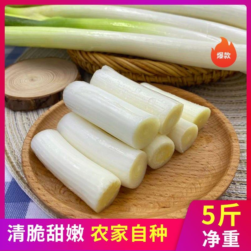 山东章丘大葱生吃甘甜不辣新鲜5斤包邮蔬菜特产脆甜煎饼沾酱香葱