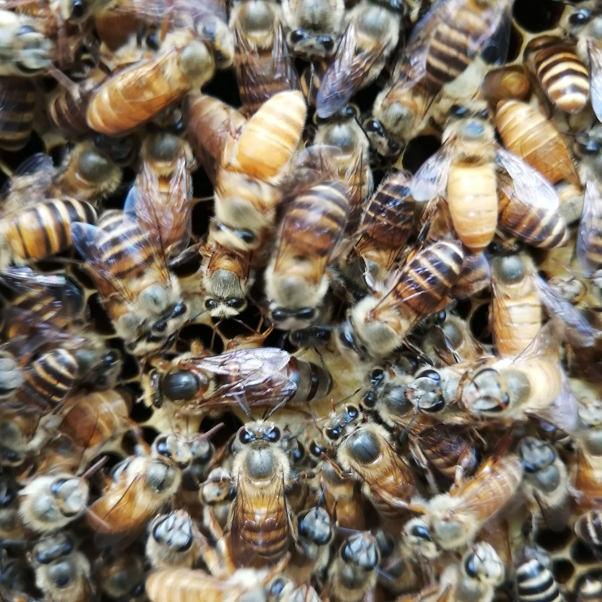 蜂王活体中蜂王双色王新开产王红环王阿坝王中蜂处女王蜜蜂产卵王