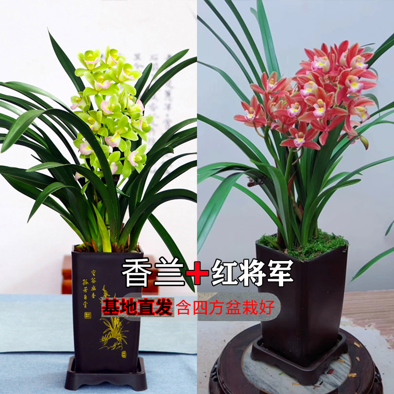 买一送一（红将军+香兰）红双喜兰花名贵花卉浓香盆栽樱花送花盆