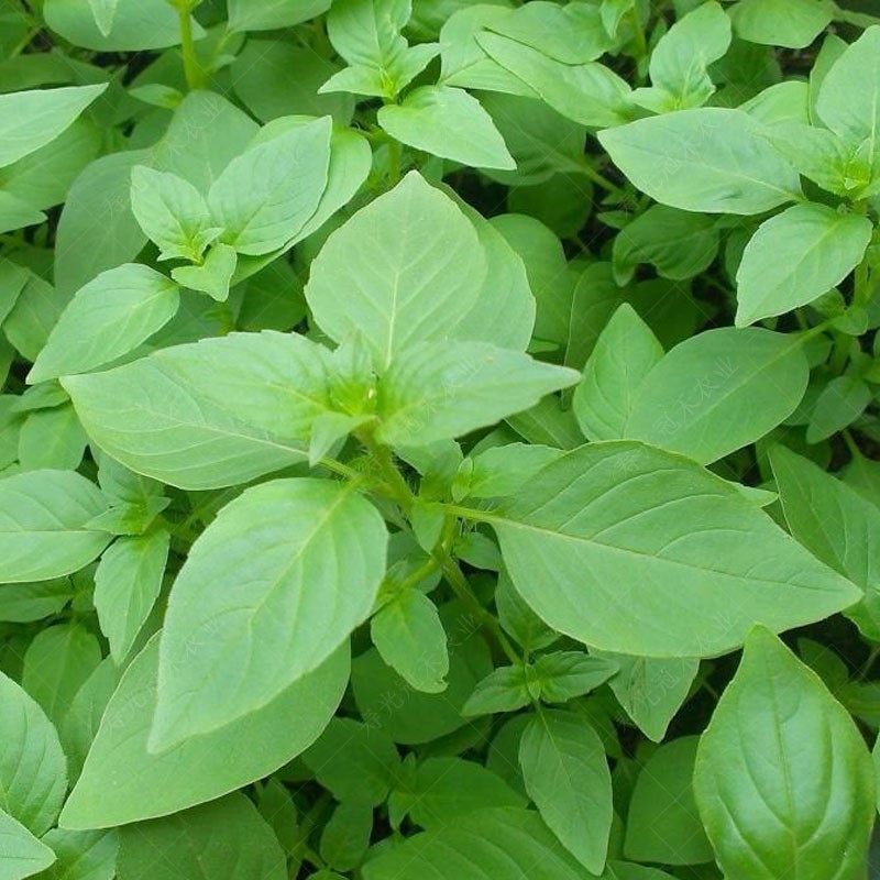 荆芥菜种