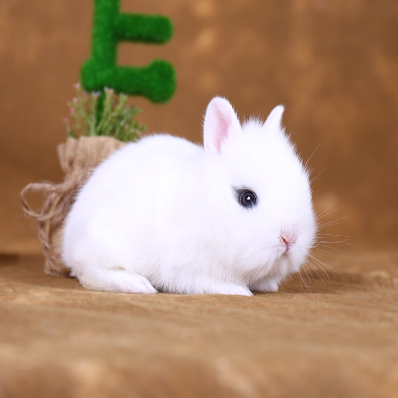 特价兔子活体 迷你_侏儒兔活体迷你小型凤眼海棠西施猫猫兔茶杯兔垂耳