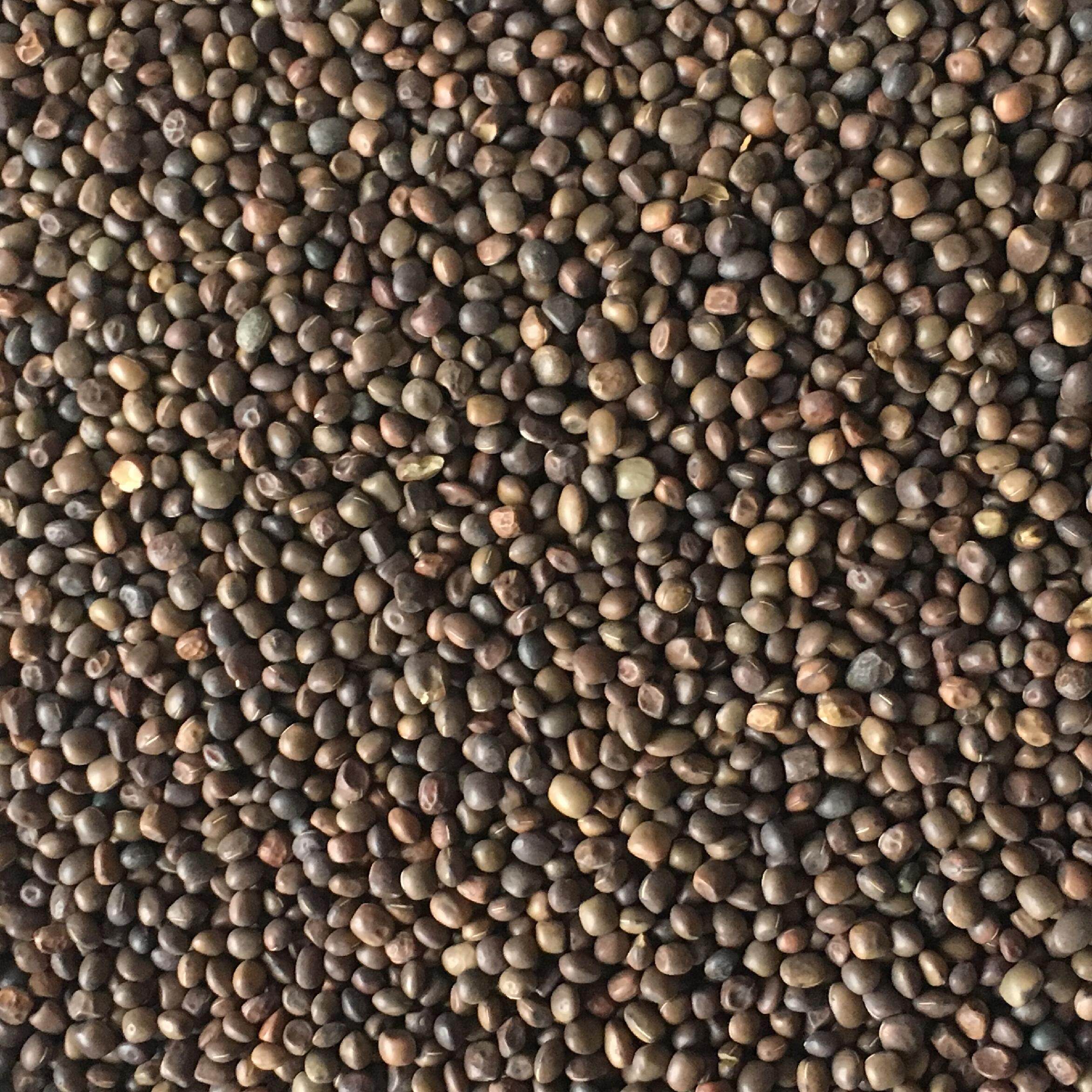 豌豆饲料小荞小灰灰黑鸽粮信鸽5斤装多省包邮鸟食