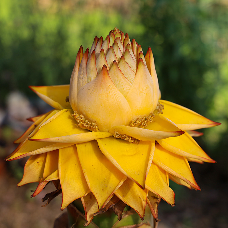 佛教名花图片大全图片