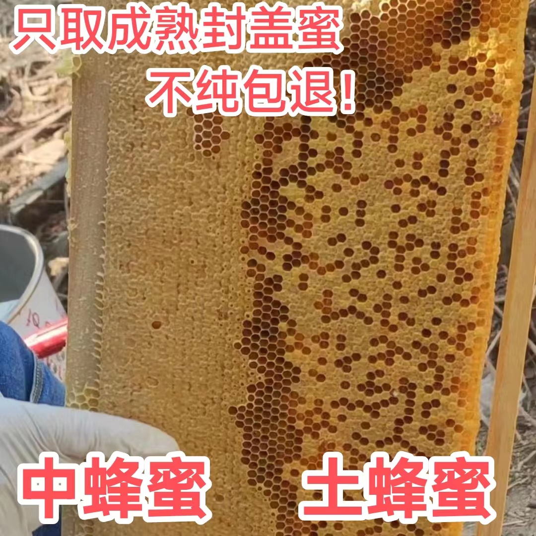 农户自养蜂蜜中蜂蜜土蜂蜜百花蜜纯天