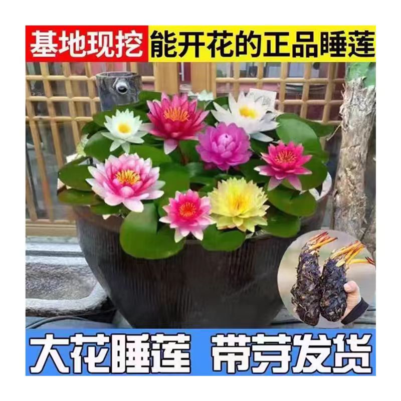 睡莲根块水培植物水生荷花水养花卉盆栽室内阳台四季开花碗莲种子