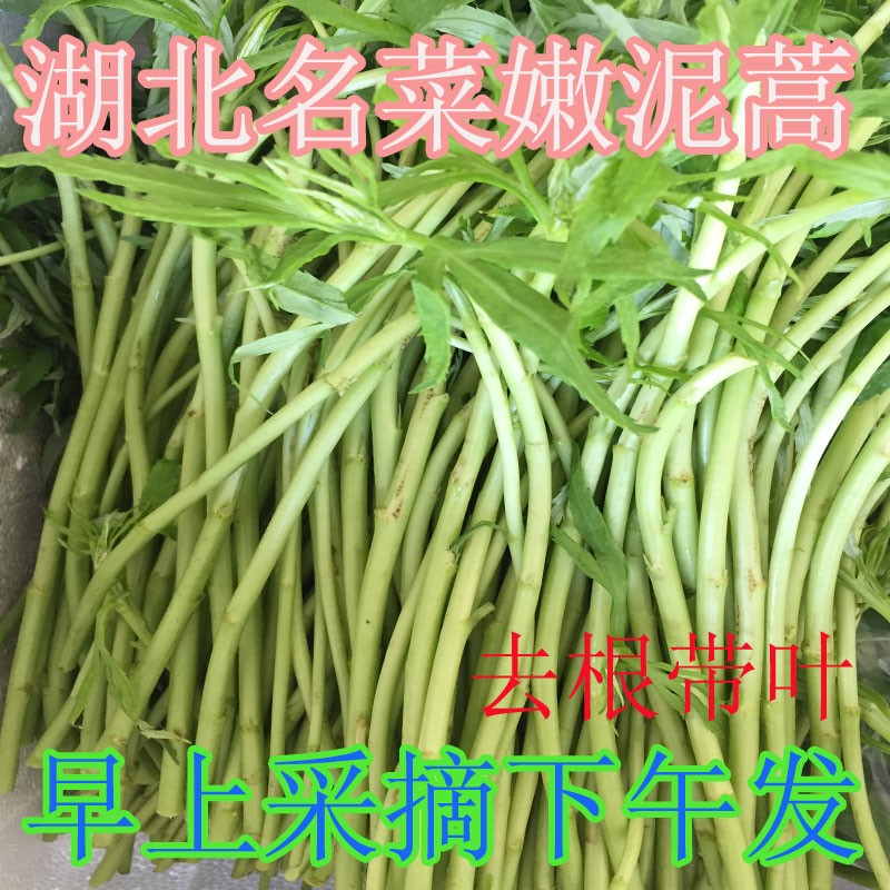 湖北特产芦蒿去根带叶3斤野菜黎耗藜蒿农家篱蒿泥蒿新鲜蔬菜现采