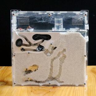 蚁之情蚂蚁工坊宠物蚂蚁平面石膏巢蚁后亚克力蚁巢牧场我要买.