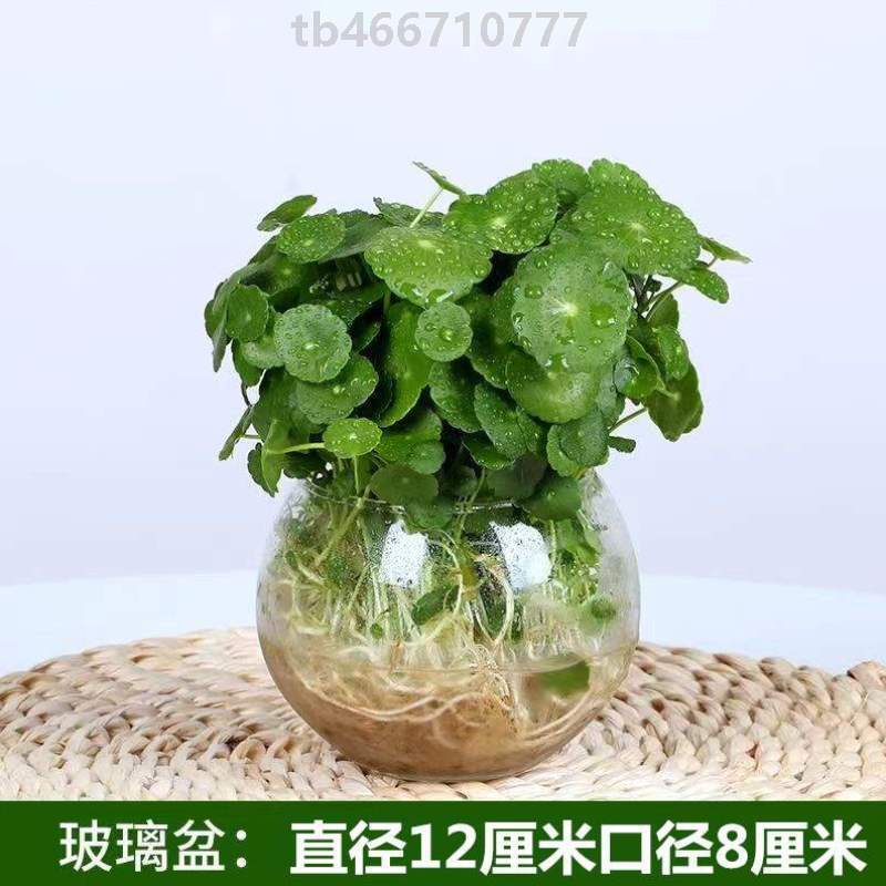 带叶养花绿植创意草水培家用植物花器家居铜钱园艺莲室内%碗家庭