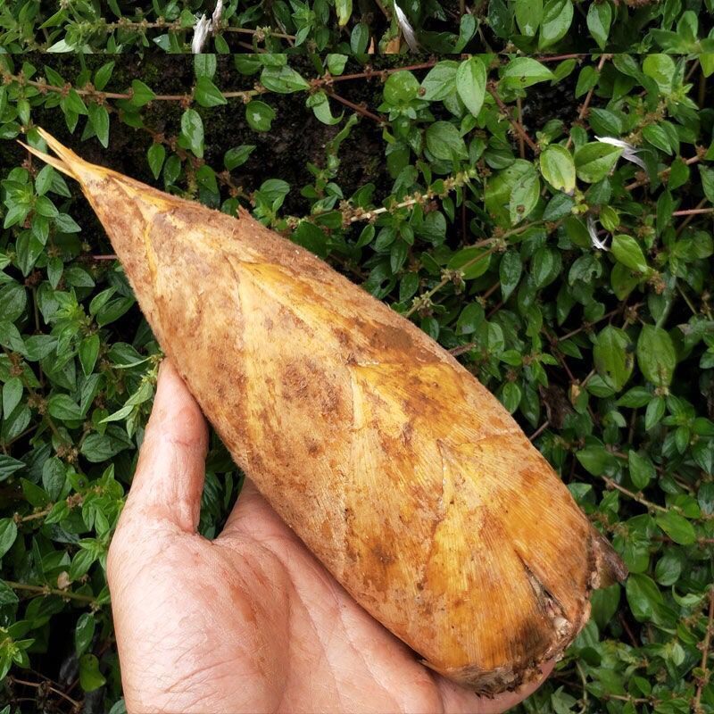 新鲜冬笋野生四川冬笋蔬菜楠竹笋毛竹笋雷笋现挖去老根发货15斤