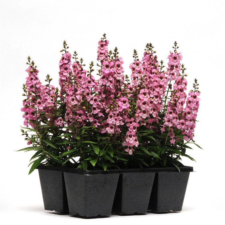 882棵包邮 五星花夏堇彩叶草香彩雀凤仙花舞春花千日红孔雀草长春花已