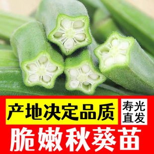 秋葵苗秧特色蔬菜幼苗大批量南方阳台菜苗种籽四季盆栽农家种子