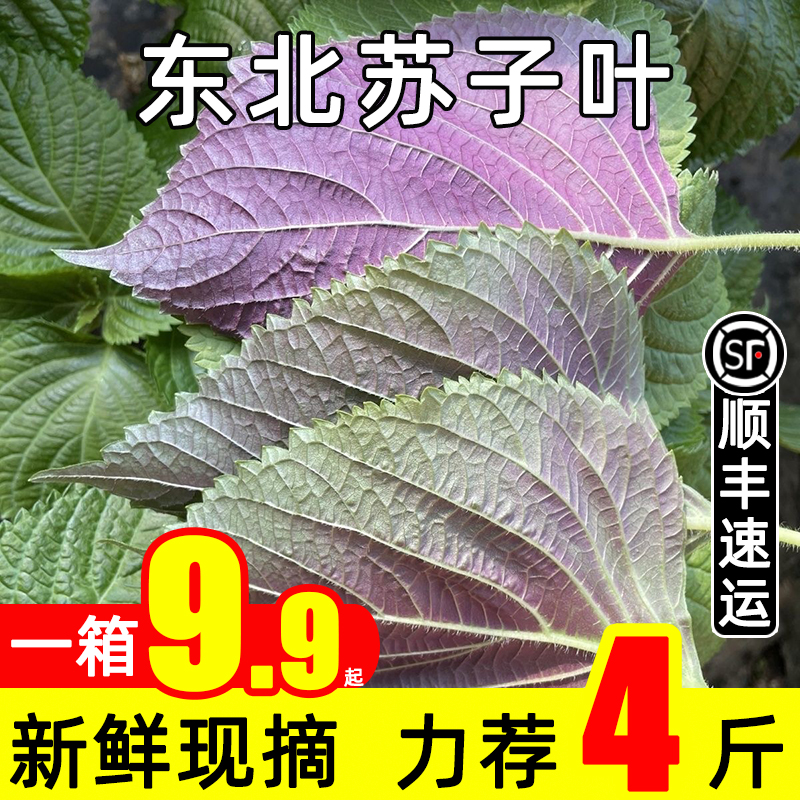 东北苏子叶新鲜现摘包饭叶韩式烤肉紫苏叶当季蔬菜粘豆包蘸酱菜叶