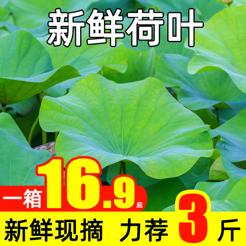 新鲜现摘荷叶整张荷花叶莲叶荷叶饭荷叶鸡荷叶茶500g约10张左右