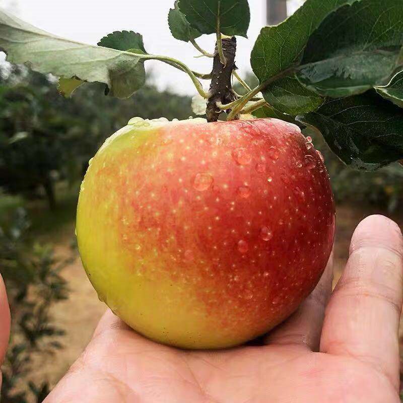 新款 陕西嘎啦头茬新鲜脆甜应季水果整箱嗄啦小噶葛啦嘎拉苹果