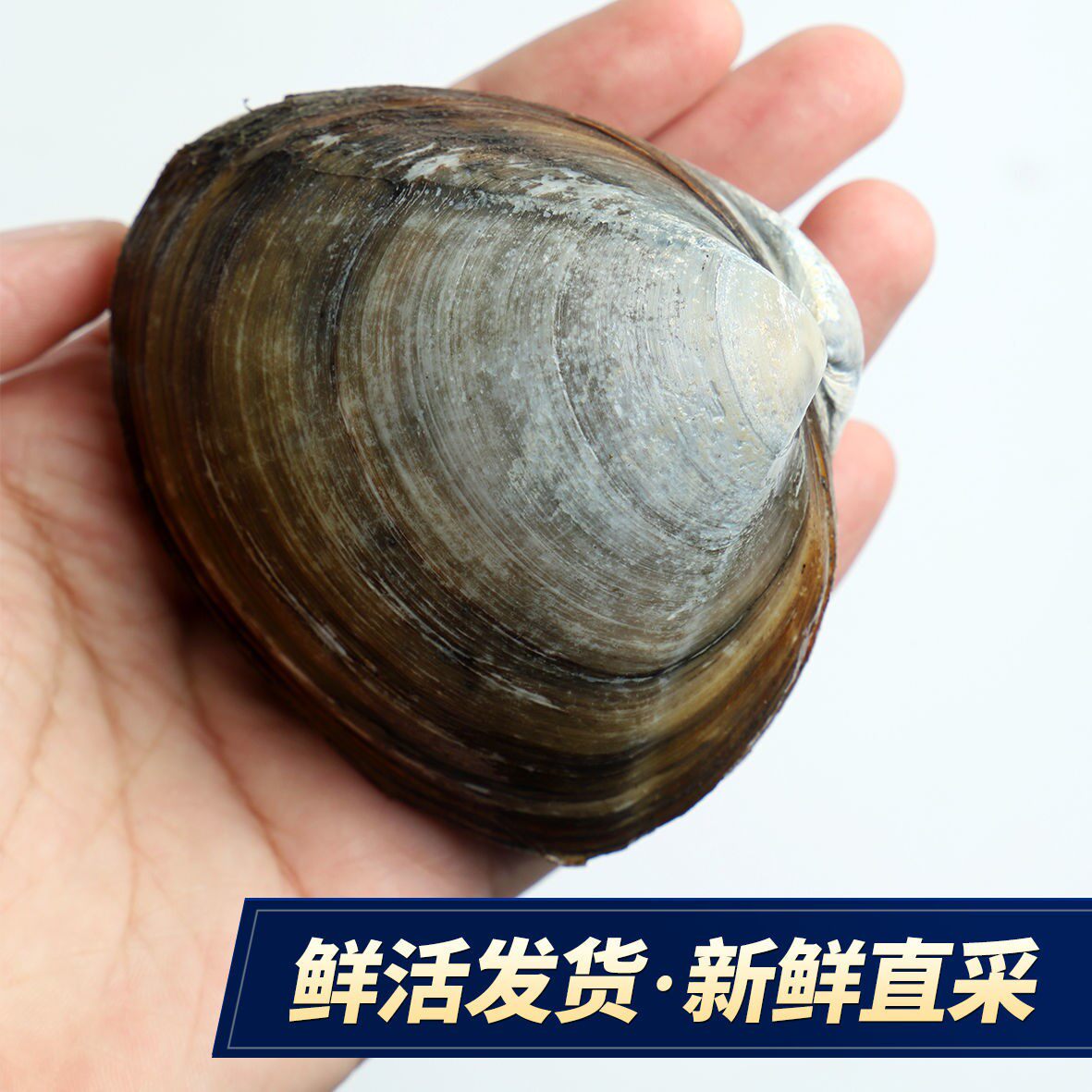 北极贝