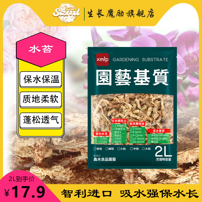 生长魔励智利水苔毛毛虫干苔藓兰科蝴