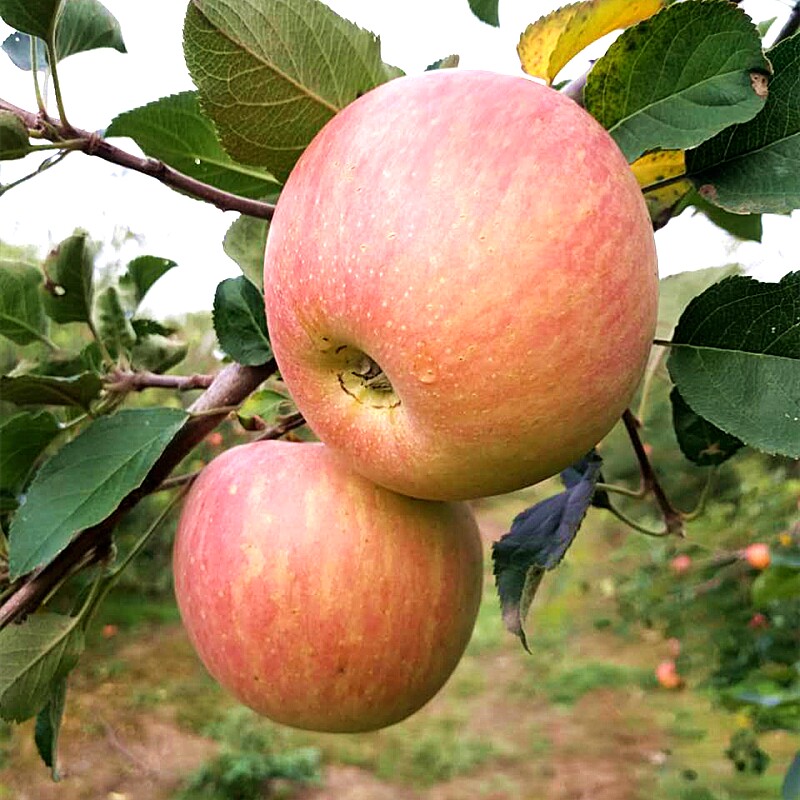 顺丰包邮山西临猗坡上膜袋冰糖心红富士苹果高原富士新鲜非阿克苏