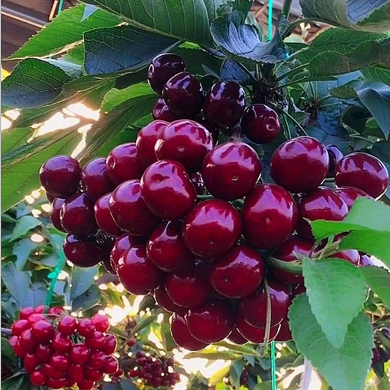 美国车厘子苗车厘子树苗南北方种植樱桃树苗大樱桃苗嫁接苗果树苗