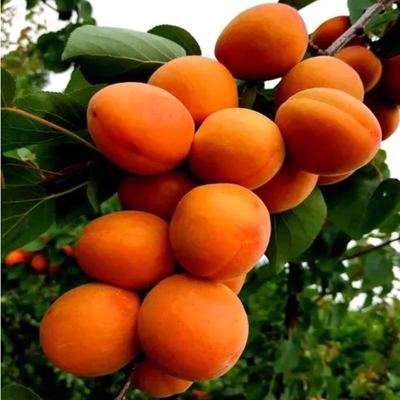 嫁接树苗甜杏特大巨蜜王杏子杏子苗果当年结果南北方四季种植果树