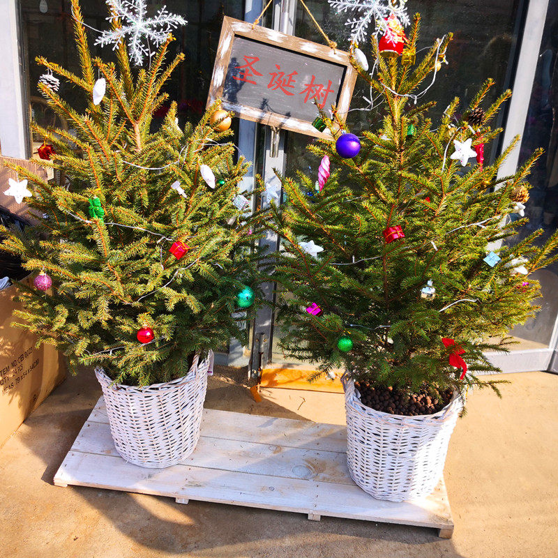 真圣诞松树盆栽鲜活苗绿植物挪威云杉室内松树耐寒家用圣诞节礼物