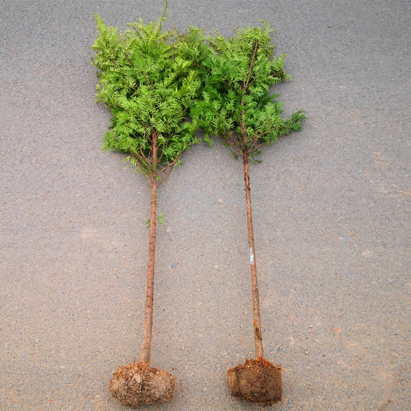 正宗南方红豆杉高杆苗绿植四季常青盆栽别墅庭院室内种红豆杉树苗在类目 鲜花速递/花卉仿真/绿植园艺, 花卉/绿植盆栽(新), 绿植中 - 来自Buy2taobao.com提供专业的淘宝代购服务