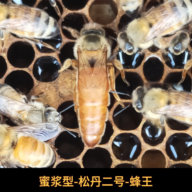 松丹二号意蜂蜂王高产王生产王产卵王意蜂新王蜜浆王