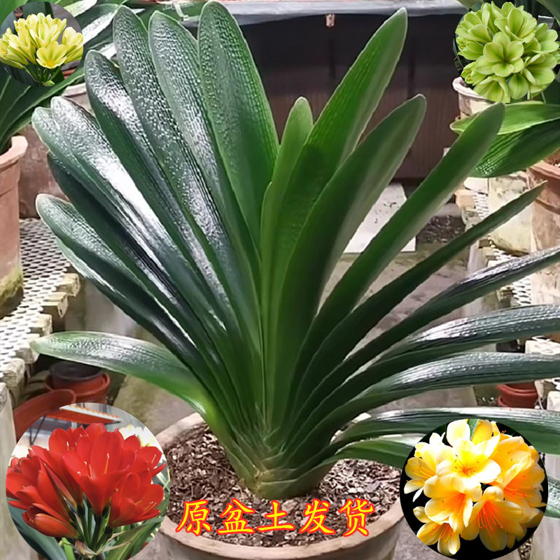 立板君子兰盆栽花卉绿植盆栽盆景油匠垂笑花脸君子兰花苗带土发货