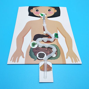 自制胃的模型图片