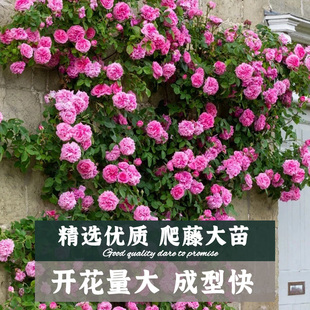 蔷薇花苗爬藤月季四季开花大苗浓香耐寒庭院爬藤植物藤本月季玫瑰