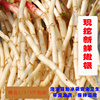 新鮮現挖帶泥即食麻辣折耳根嫩芽四川涼拌下飯菜貴州省側耳根壹斤 新鮮現挖帶泥即食麻辣折耳根嫩芽四川涼拌下飯菜貴州省側耳根壹斤