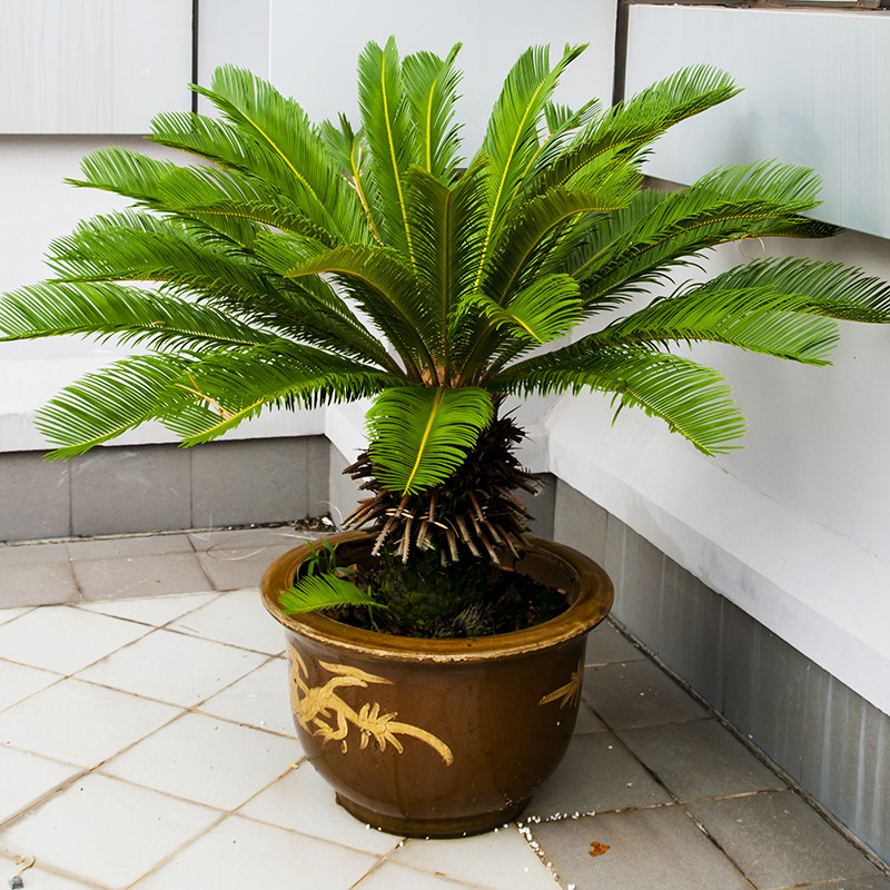 铁树盆栽大型室内室外常青绿植苏铁植物耐寒耐热阳台庭院树苗