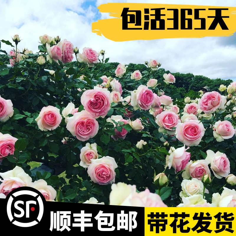 【1米8大苗】蔷薇花苗爬藤四季开花