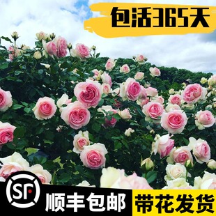 【1米8大苗】蔷薇花苗爬藤四季开花特大花爬藤植物藤本月季玫瑰