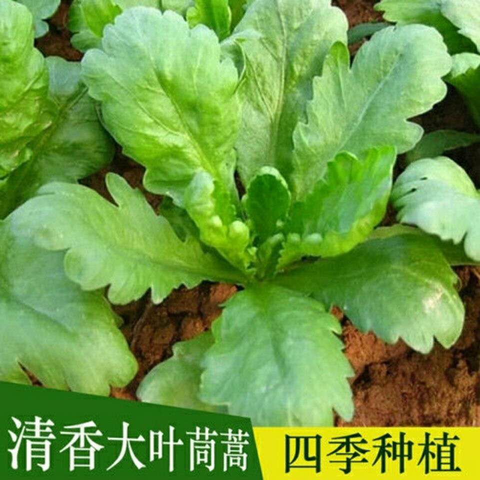 大小叶茼蒿种籽春秋四季蔬菜种子青菜茼蒿菜苗种孑阳台盆栽皇帝菜