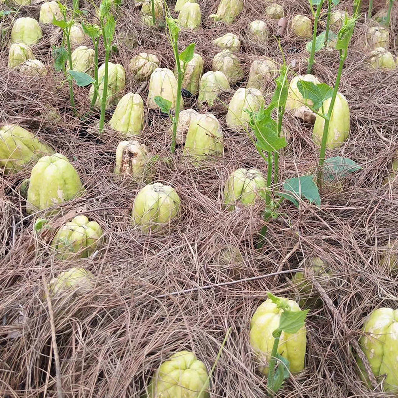佛手瓜蔬菜种瓜农家洋瓜丰收瓜龙须菜窝瓜捧瓜阳台盆栽种苗