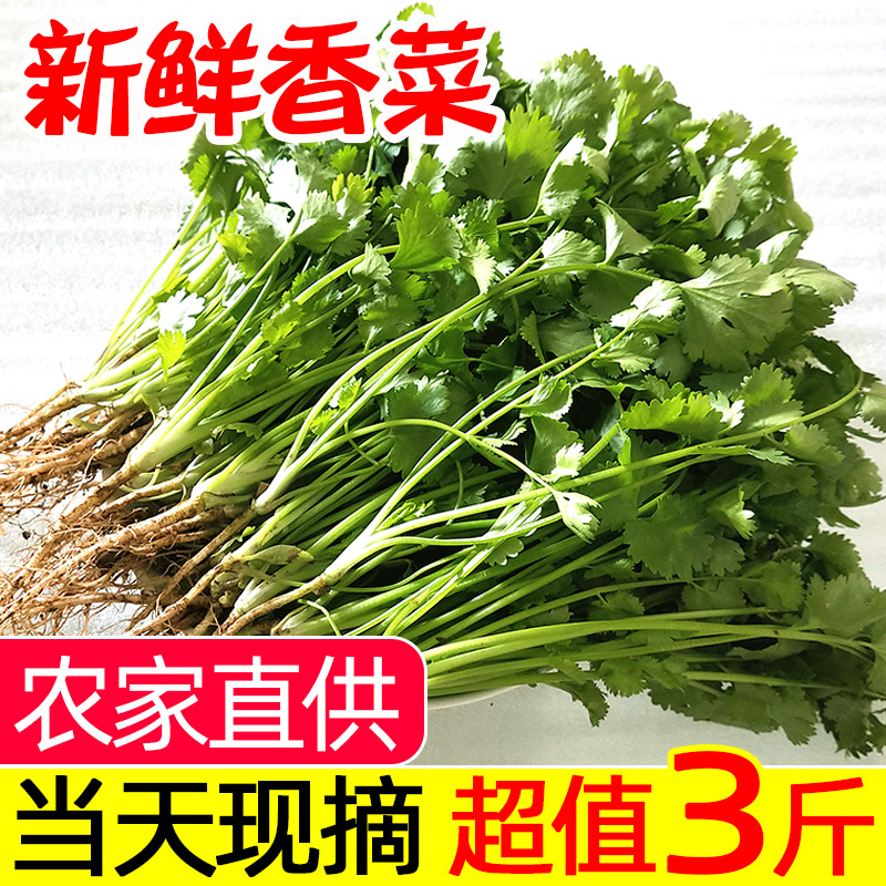 Farm Open air Parsley fresh Parsley Parsley Vegetables Season Season Vegetablesin the Aquatic meat/Fresh fruits and vegetables/Cooked , Fresh vegetables/Vegetable products , Fresh vegetables , Other category - from Buy2taobao.com to provide professional Taobao agent buy service