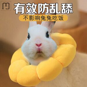 兔子伊丽莎白圈软图片