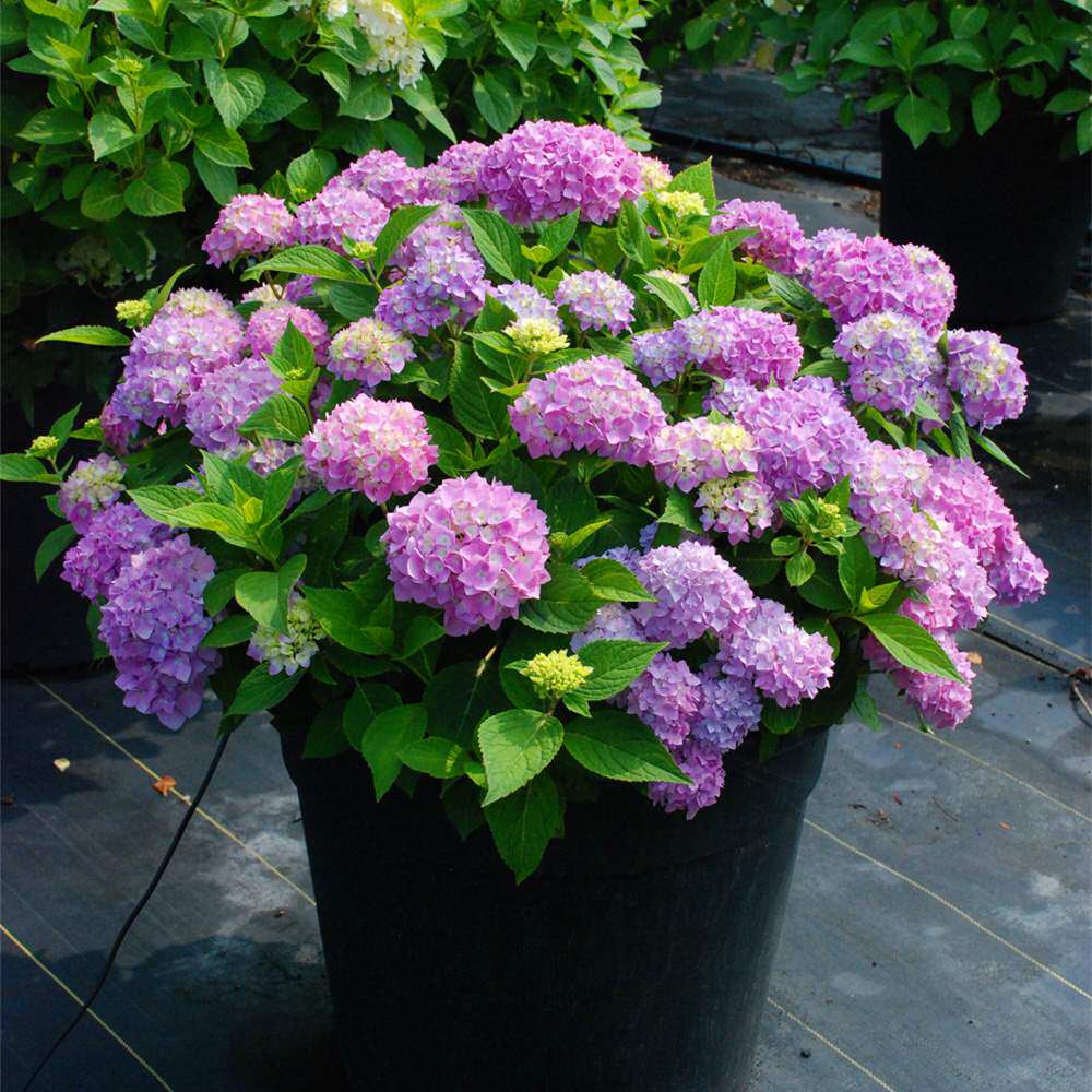 塔莎的花园大花绣球盆栽无尽夏万华镜绣球花苗八仙花卉植物包邮