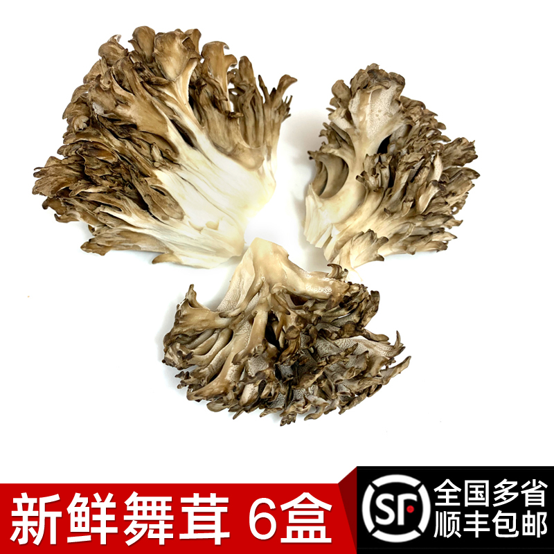 新鲜灰树花150g*6盒装 舞茸茶食用灰树菇高山栗蘑菌菇菊花菌 包邮